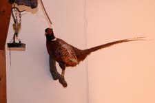 IMG_0461_1440x960
